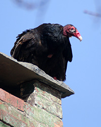 turkey vulture perched on roof